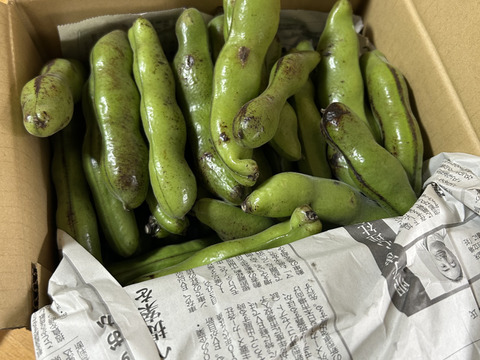新鮮！朝採り そら豆 / 宅急便60サイズ満杯づめ（約1.6kg）