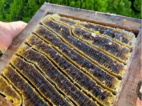 『奥久慈の花蜜』 日本みつばちの天然はちみつ 味くらべ　500g×3本