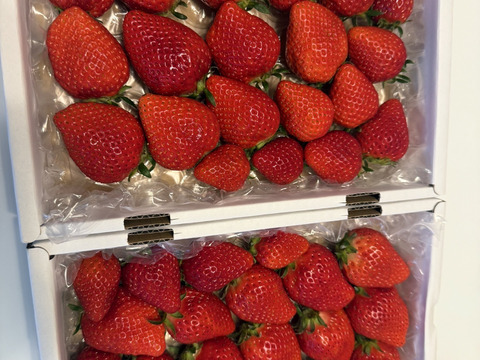 完熟よつぼし☆（ご家庭用・約530g×2箱）