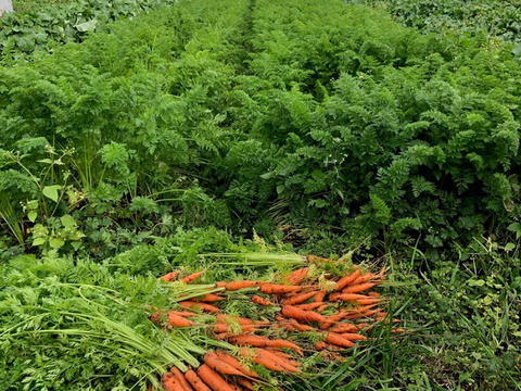 人参ミックスジュース！720ml×2本入り！