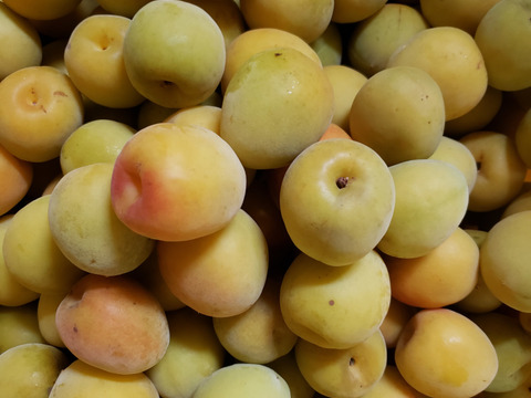 色づいてます♪上質な芳香　⭐翠香　すいこう⭐　和歌山の梅　Ｌ　(3キロ)