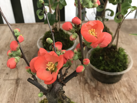 〜優しい空間を〜　苔玉　木瓜（紅色系）