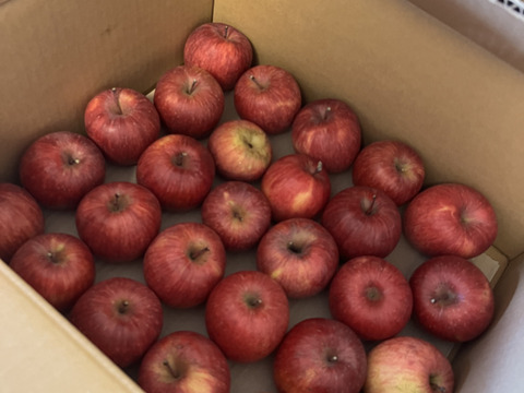 【今だけお買い得！訳あり★50%OFF★】家庭用葉とらずふじりんご10kg【長野県産】