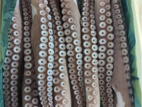 0.7kgミズダコ足頭セット【人気No1】活茹でタコ【真空加工】　北海道白老産