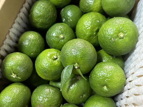 香り最高！この時期だけの『熊本産青柚子』2kg