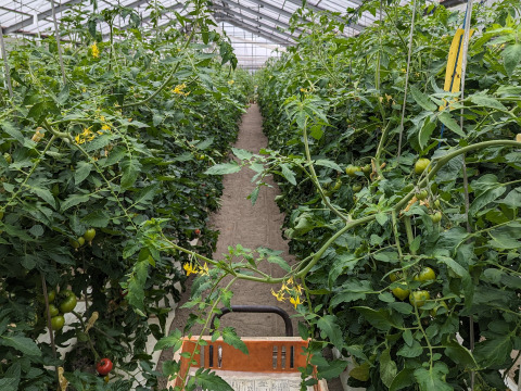 【高糖度】甘くて贅沢なフルーツトマト！約1キロ