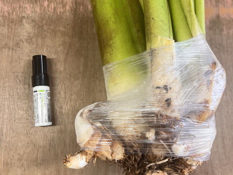 里芋株 里芋 お盆 芋　お供物 株付き 芋煮　1袋