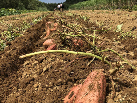 種子島産安納芋 S&M 混合サイズ 24kg｜甘くて濃厚🍠｜aimo農園直送