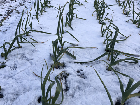 とってもあま〜い『黒ニンニク』200g