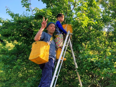 (完熟梅、梅干し用)至福の香り！熊本から自然栽培20年目の南高梅をお届け　20Kg予約受付。