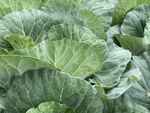 グリーンボールを100サイズの箱でお届け‼️