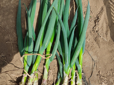 ✨農薬・化成肥料不使用の土の力で育った、主役になる小葱　約1kg✨