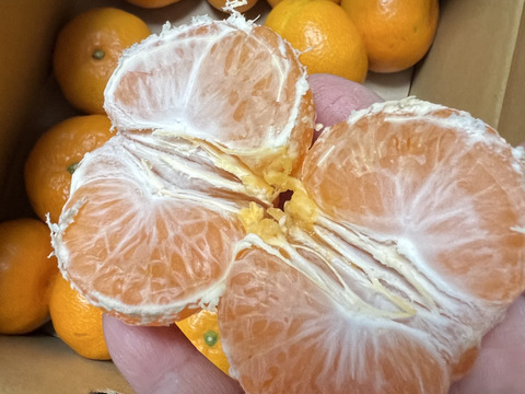 ★濃厚なコクと酸味がおいしい！有田みかん★自家製堆肥栽培★お試し2.5kg★和歌山★