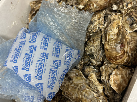 【10％OFF設定中】生食用１３ｋｇ殻付き 牡蠣 殻付き牡蠣 殻付き牡蛎 牡蛎 かき カキ 松島牡蠣屋 BBQに 貝類 海産物 オイスター oyster バーベキュー食材 貝