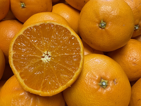 【まるでジュース！とろける甘さ】広島県産｢せとか｣ 5kg