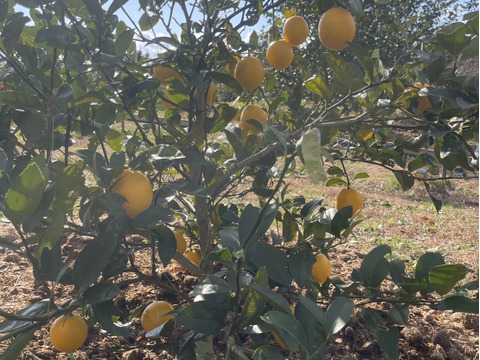 【防腐剤・ワックス不使用】皮までおいしいマイヤーレモン　和歌山県産　1キロ 秀品から傷アリまで混合です。