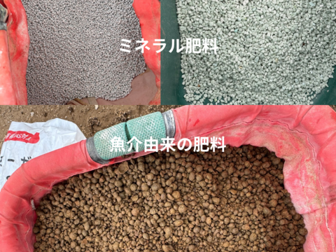 【有機肥料•農薬不使用】喉を潤すジューシーさと飽きない優しい甘み♡福井で生まれた華小町トマト！【1kg】