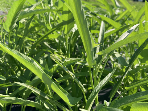 シャキシャキ食感！空芯菜500g