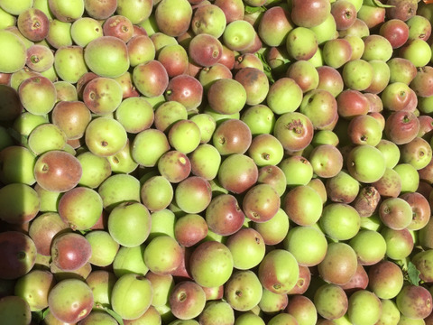 純粋な自然栽培で甦る―本来の旨味、小梅(青梅)　　自然栽培　1㎏