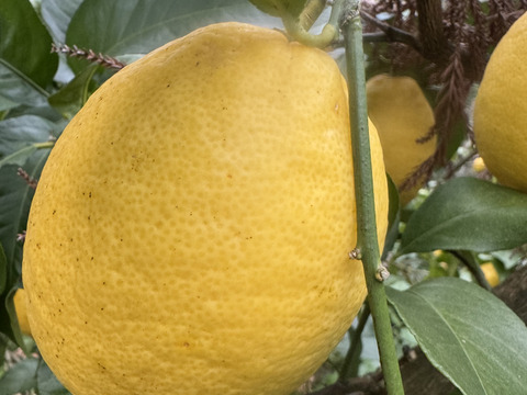 農薬不使用　レモン2ｋｇ箱込み
和歌山県産　ユーレカ【防腐剤・ワックス不使用】