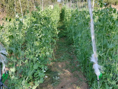 甘くてパリッ！スナップエンドウ 500g【すぐ出荷・2週間限定】