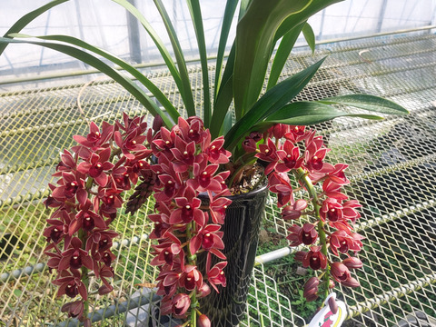 【下垂系シンビジウム】フォアゴットンフルーツ3本立