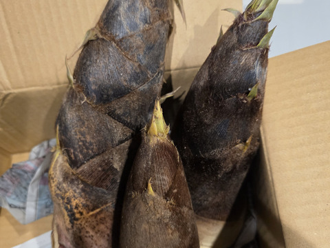 R9年4月発送予約！今話題の糠要らず【こんぴらタケノコ3kg】朝堀り即発送！