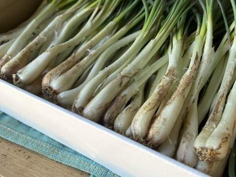 沖縄 伊江島特産 島らっきょう 1kg