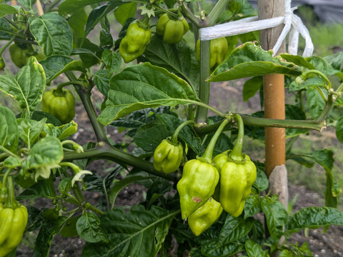 激辛好きさん集合！情熱の赤、国産ハバネロ【冷凍】☆100グラム