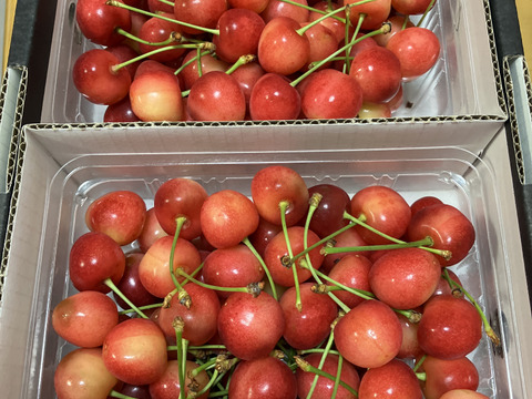 山形県産さくらんぼ佐藤錦　1kg  Mサイズ