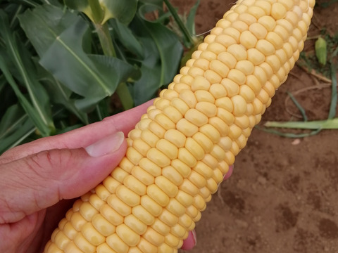 鮮度バツグン【朝採り】千葉県産とうもろこし
【味甘ちゃん】🉐2Lサイズ13本でお届け🉐当日発送