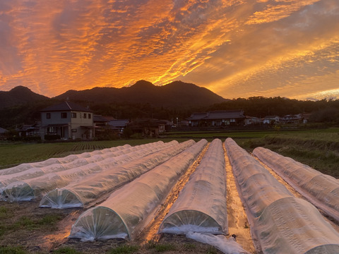 2【数量限定】農薬不使用の旨キャベツ！今だけの柔らかい春キャベツ