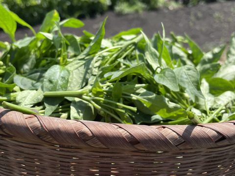 農家自慢の葉唐辛子　お得な大容量１キロ！&サービス夏野菜と共にお届け致します。