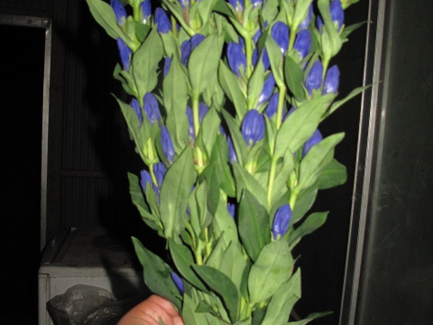 トルコキキョウ リンドウ アルストロメリアピンク等と季節の切花ハンドメイド装飾 切花キラキラハンドメイドについては 風水よい香りのフランス香水をスプレー計４５本プラス 長野県産 食べチョク 農家 漁師の産直ネット通販 旬の食材を生産者直送