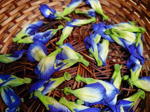 淡路島フレッシュバタフライピー【自然栽培固定種在来種専門農家Awaji369farm】バタフライピー農薬不使用　無肥料栽培　内容【フレッシュバタフライピー】『30グラム』生バタフライピー朝採り