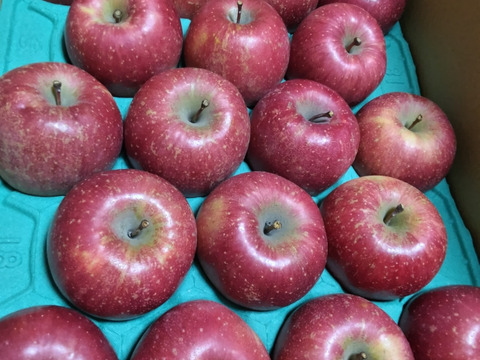 発送開始！完熟葉とらずサンふじ🍎約10㎏