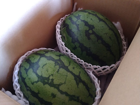 春の小玉スイカ☆長崎県産　2玉入り（1玉2kg前後）