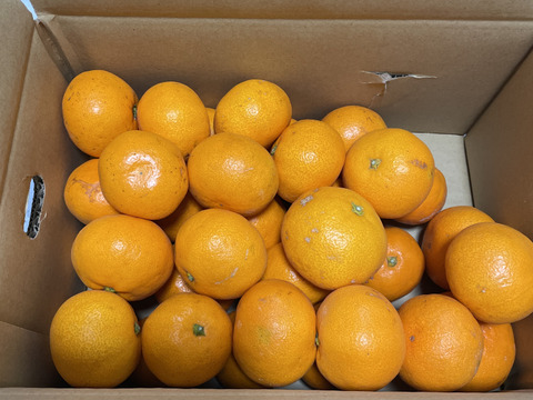 [発送開始！愛媛県産]みかん　家庭用 3kg