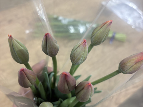 【期間限定】日持ち処理済！新潟の『チューリップ』切花（黄/橙）各10本