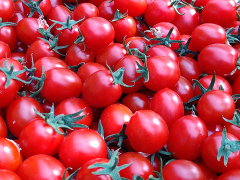 【まるでサクランボ】皮が口に残らない！子どもがパクパク食べる、フルーツのような甘さのミニトマト「まゆか」１.７㎏箱