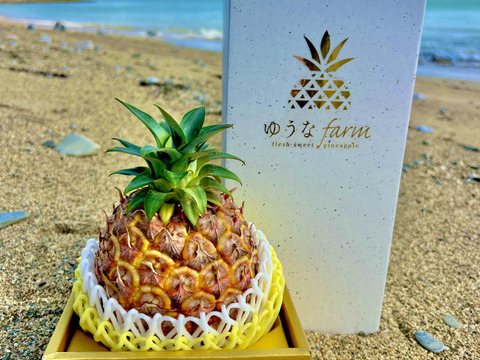 【贈答用】【人生を変えた極上パイナップル！！】完熟ゴールドバレル🍍(1.8〜2kg)1玉