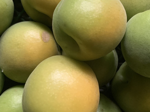 まじりっけなし！自然栽培 梅干用『青軸』1kg