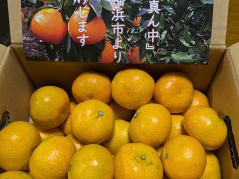 【朝市限定】【家庭用】愛媛みかん 2.5kg(小玉サイズ) ひとくちで恋する♡濃い味みかん♪