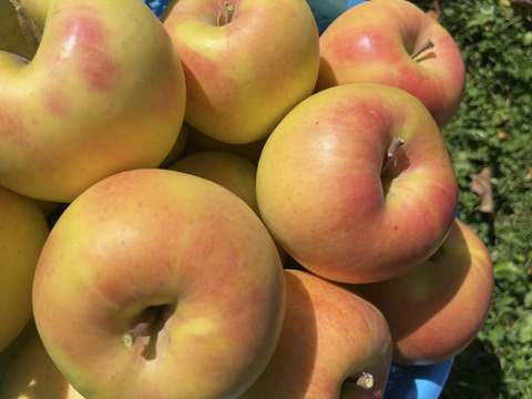 《予約商品》11月上～中旬 綺麗なぐんま名月 3キロ箱 7～11玉 長野県産