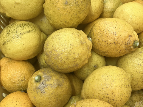 訳あり◆農薬不使用◆広島レモン　1kg