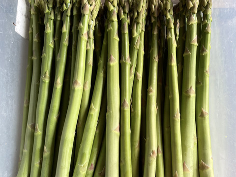 夏のアスパラガス　Mサイズ １kg