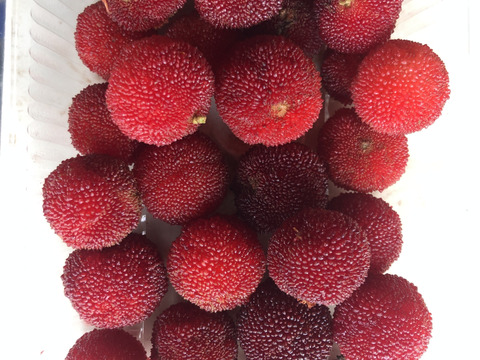 幻の果実、ヤマモモ！1㎏🍒 甘酸っぱい風味とフルーティーな香りが広がる。夏の旬、自然栽培で育まれたひと粒の特別な味わいをぜひ。