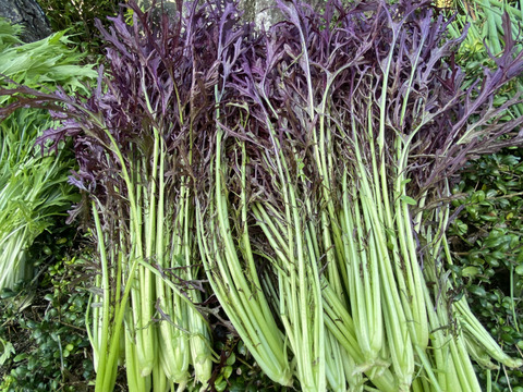 カラダが喜ぶ!!旬のお野菜セット7~8種類【おまかせ60】