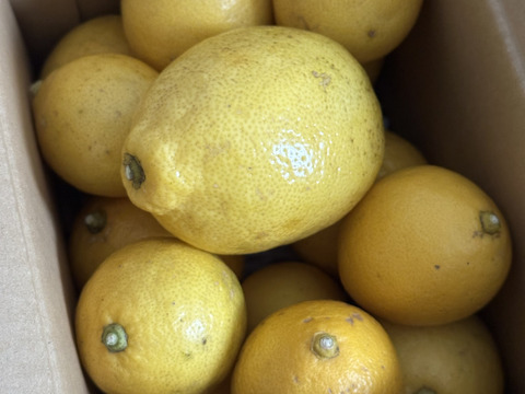 大好評！奄美大島産の島れもん(2.4kg)✿芳醇な香りと爽やかな味✿リピート急増中の農薬不使用栽培の国産レモンです🍋