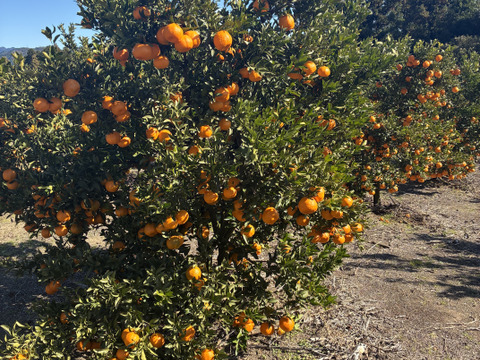 静岡県産　濃厚完熟みかん【ポンカン】4.5ｋｇ　（M〜2L混合）